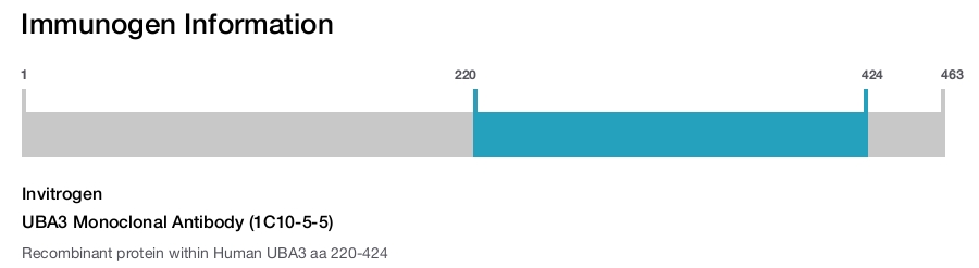 UBA3 Monoclonal Antibody (1C10-5-5)
