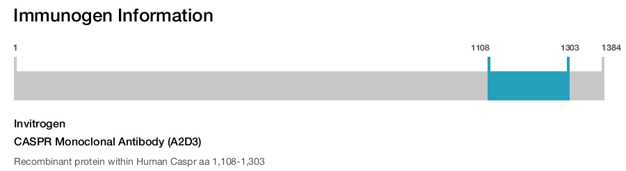 CASPR Monoclonal Antibody (A2D3)