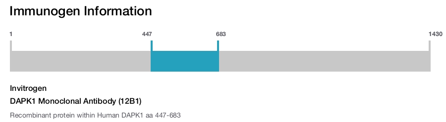 DAPK1 Monoclonal Antibody (12B1)