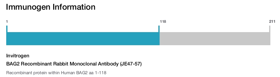 BAG2 Recombinant Rabbit Monoclonal Antibody (JE47-57)