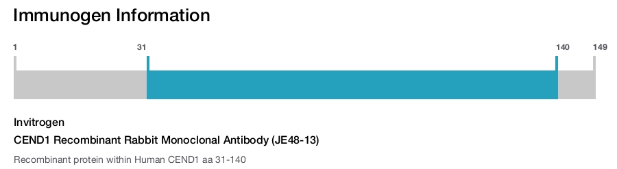 CEND1 Recombinant Rabbit Monoclonal Antibody (JE48-13)