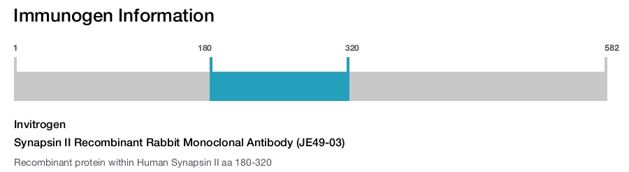 Synapsin II Recombinant Rabbit Monoclonal Antibody (JE49-03)