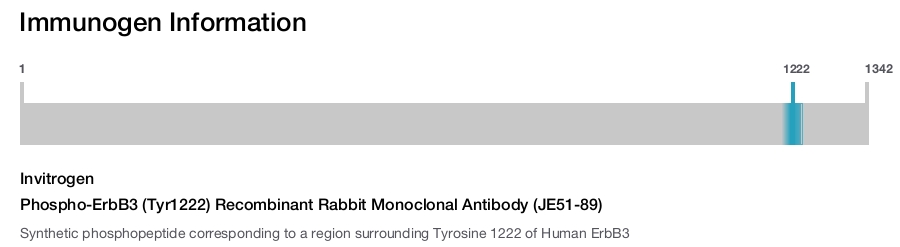 Phospho-ErbB3 (Tyr1222) Recombinant Rabbit Monoclonal Antibody (JE51-89)