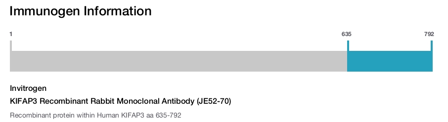 KIFAP3 Recombinant Rabbit Monoclonal Antibody (JE52-70)