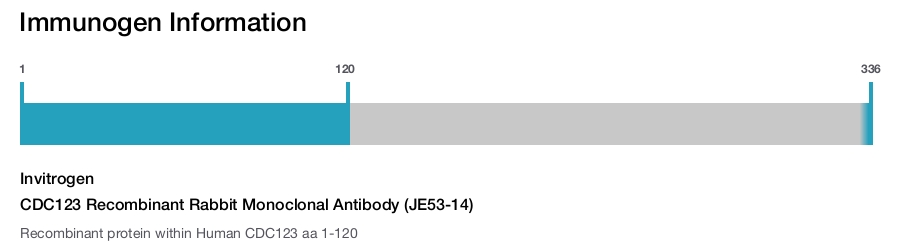 CDC123 Recombinant Rabbit Monoclonal Antibody (JE53-14)