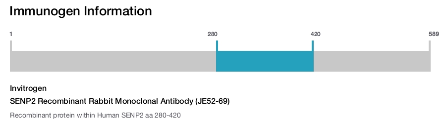 SENP2 Recombinant Rabbit Monoclonal Antibody (JE52-69)