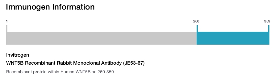 WNT5B Recombinant Rabbit Monoclonal Antibody (JE53-67)