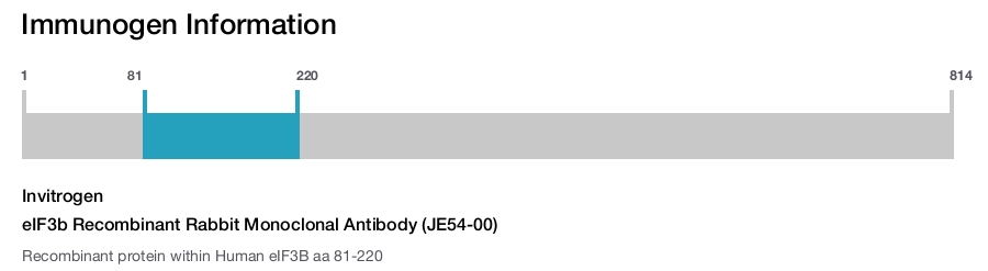 eIF3b Recombinant Rabbit Monoclonal Antibody (JE54-00)