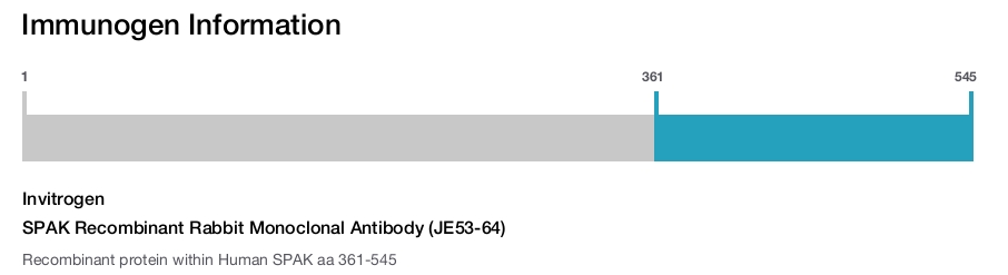 SPAK Recombinant Rabbit Monoclonal Antibody (JE53-64)