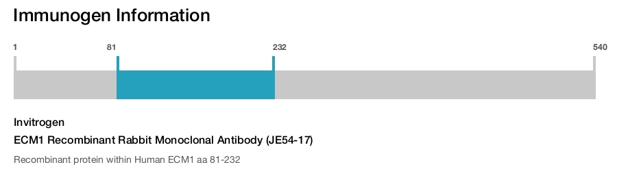 ECM1 Recombinant Rabbit Monoclonal Antibody (JE54-17)