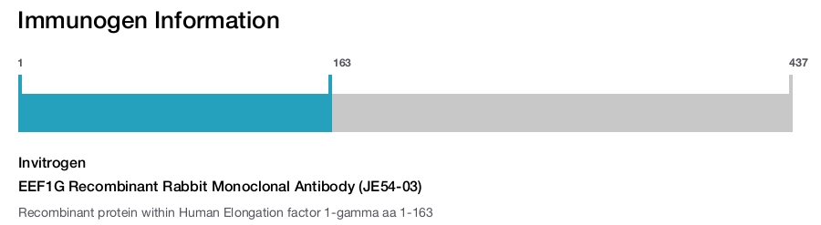 EEF1G Recombinant Rabbit Monoclonal Antibody (JE54-03)