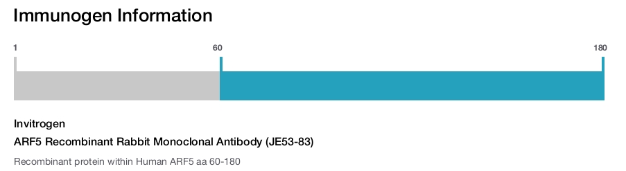 ARF5 Recombinant Rabbit Monoclonal Antibody (JE53-83)