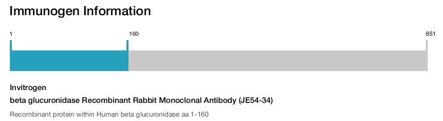 beta glucuronidase Recombinant Rabbit Monoclonal Antibody (JE54-34)