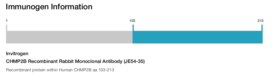 CHMP2B Recombinant Rabbit Monoclonal Antibody (JE54-35)