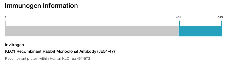 KLC1 Recombinant Rabbit Monoclonal Antibody (JE54-47)
