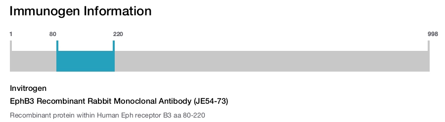 EphB3 Recombinant Rabbit Monoclonal Antibody (JE54-73)