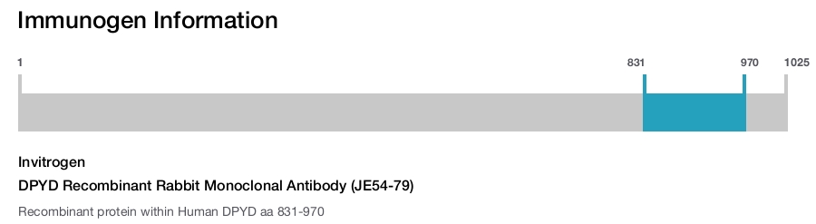 DPYD Recombinant Rabbit Monoclonal Antibody (JE54-79)