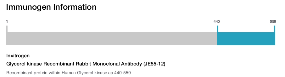 Glycerol kinase Recombinant Rabbit Monoclonal Antibody (JE55-12)