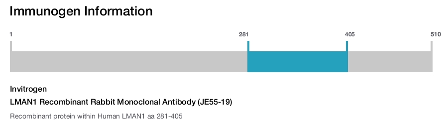 LMAN1 Recombinant Rabbit Monoclonal Antibody (JE55-19)