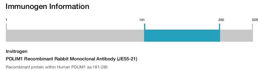 PDLIM1 Recombinant Rabbit Monoclonal Antibody (JE55-21)