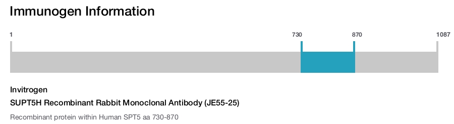SUPT5H Recombinant Rabbit Monoclonal Antibody (JE55-25)