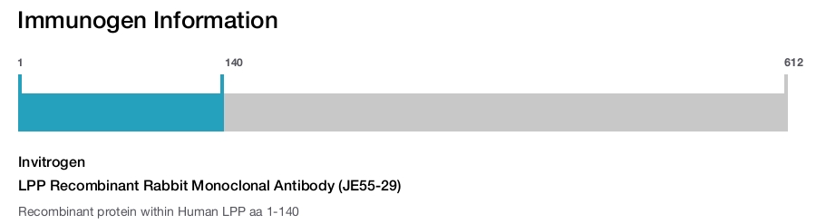 LPP Recombinant Rabbit Monoclonal Antibody (JE55-29)