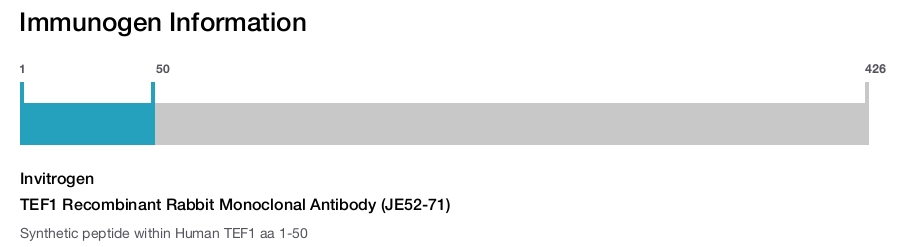 TEF1 Recombinant Rabbit Monoclonal Antibody (JE52-71)