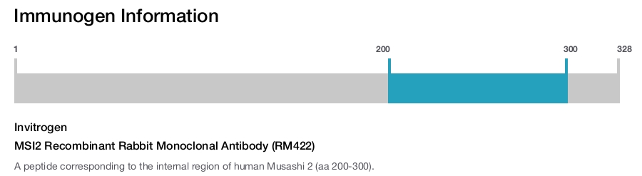 MSI2 Recombinant Rabbit Monoclonal Antibody (RM422)
