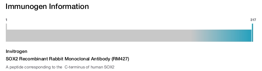 SOX2 Recombinant Rabbit Monoclonal Antibody (RM427)