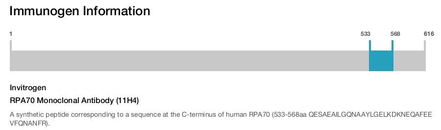 RPA70 Monoclonal Antibody (11H4)