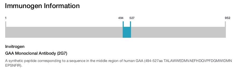 GAA Monoclonal Antibody (2G7)