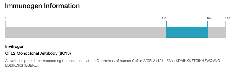 CFL2 Monoclonal Antibody (8C13)