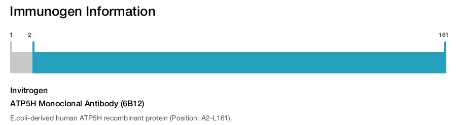ATP5H Monoclonal Antibody (6B12)