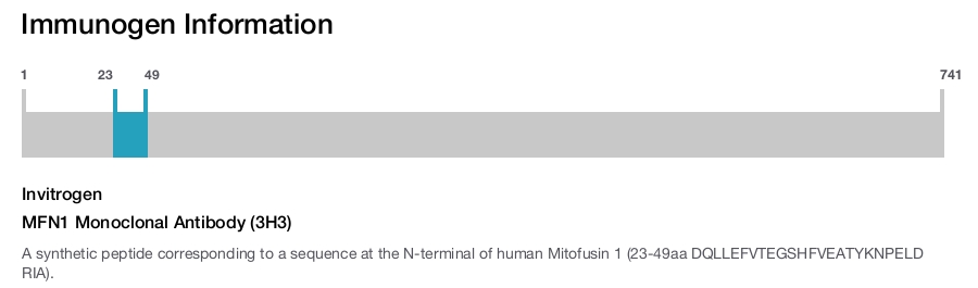 MFN1 Monoclonal Antibody (3H3)
