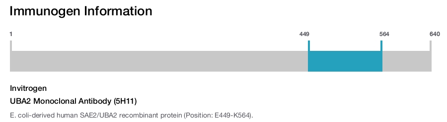 UBA2 Monoclonal Antibody (5H11)