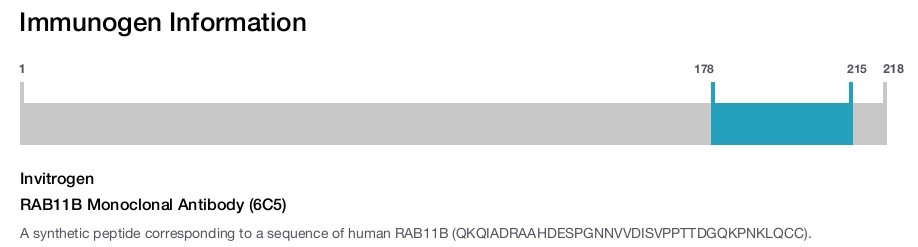RAB11B Monoclonal Antibody (6C5)
