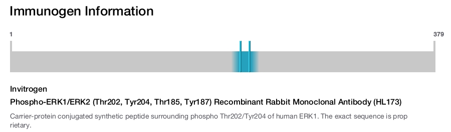 Phospho-ERK1/ERK2 (Thr202, Tyr204, Thr185, Tyr187) Recombinant Rabbit Monoclonal Antibody (HL173)