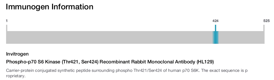 Phospho-p70 S6 Kinase (Thr421, Ser424) Recombinant Rabbit Monoclonal Antibody (HL129)