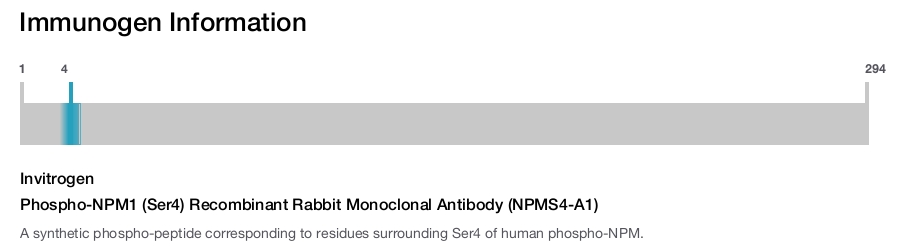 Phospho-NPM1 (Ser4) Recombinant Rabbit Monoclonal Antibody (NPMS4-A1)