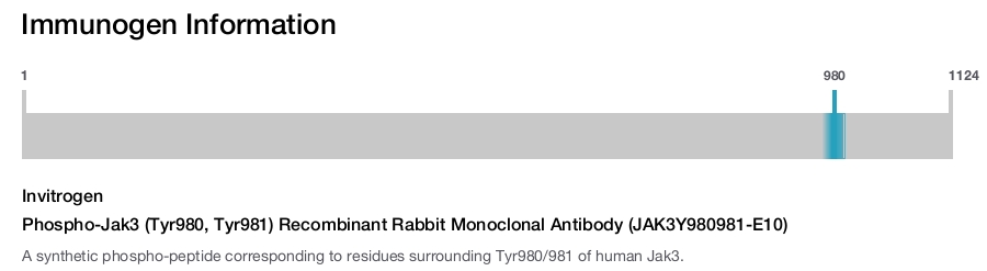 Phospho-Jak3 (Tyr980, Tyr981) Recombinant Rabbit Monoclonal Antibody (JAK3Y980981-E10)