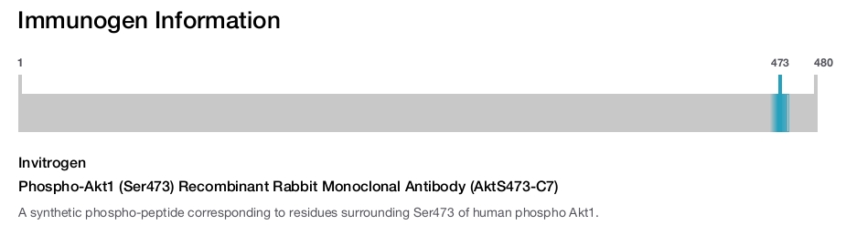 Phospho-Akt1 (Ser473) Recombinant Rabbit Monoclonal Antibody (AktS473-C7)