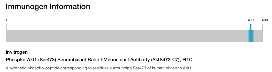 Phospho-Akt1 (Ser473) Recombinant Rabbit Monoclonal Antibody (AktS473-C7), FITC