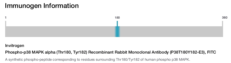 Phospho-p38 MAPK alpha (Thr180, Tyr182) Recombinant Rabbit Monoclonal Antibody (P38T180Y182-E3), FITC