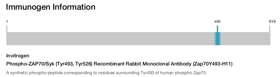 Phospho-ZAP70/Syk (Tyr493, Tyr526) Recombinant Rabbit Monoclonal Antibody (Zap70Y493-H11)