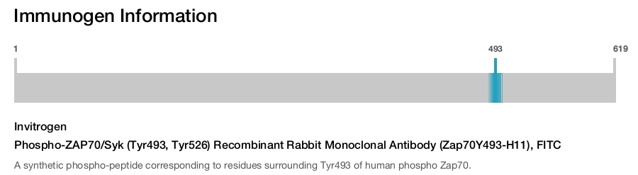 Phospho-ZAP70/Syk (Tyr493, Tyr526) Recombinant Rabbit Monoclonal Antibody (Zap70Y493-H11), FITC