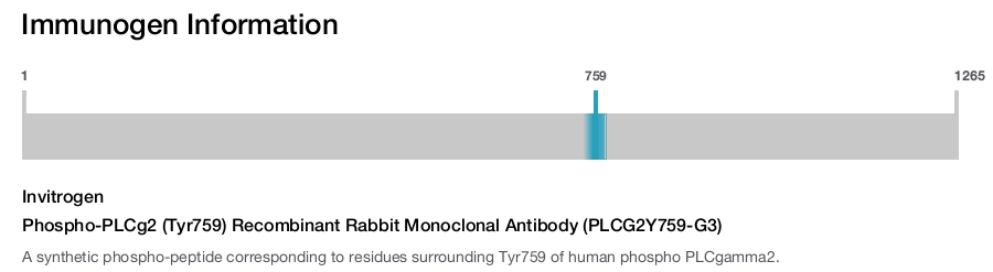 Phospho-PLCg2 (Tyr759) Recombinant Rabbit Monoclonal Antibody (PLCG2Y759-G3)
