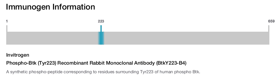 Phospho-Btk (Tyr223) Recombinant Rabbit Monoclonal Antibody (BtkY223-B4)