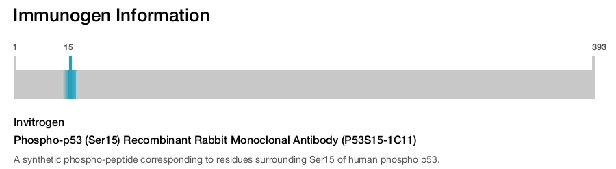 Phospho-p53 (Ser15) Recombinant Rabbit Monoclonal Antibody (P53S15-1C11)