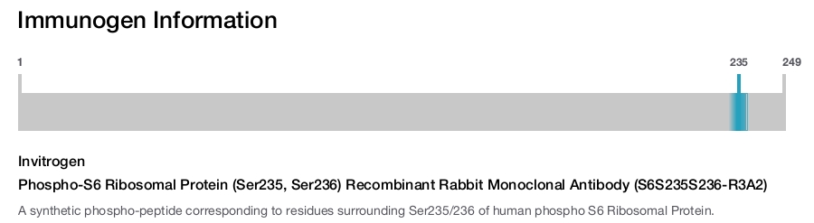 Phospho-S6 Ribosomal Protein (Ser235, Ser236) Recombinant Rabbit Monoclonal Antibody (S6S235S236-R3A2)