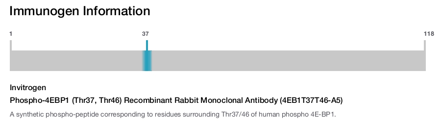 Phospho-4EBP1 (Thr37, Thr46) Recombinant Rabbit Monoclonal Antibody (4EB1T37T46-A5)